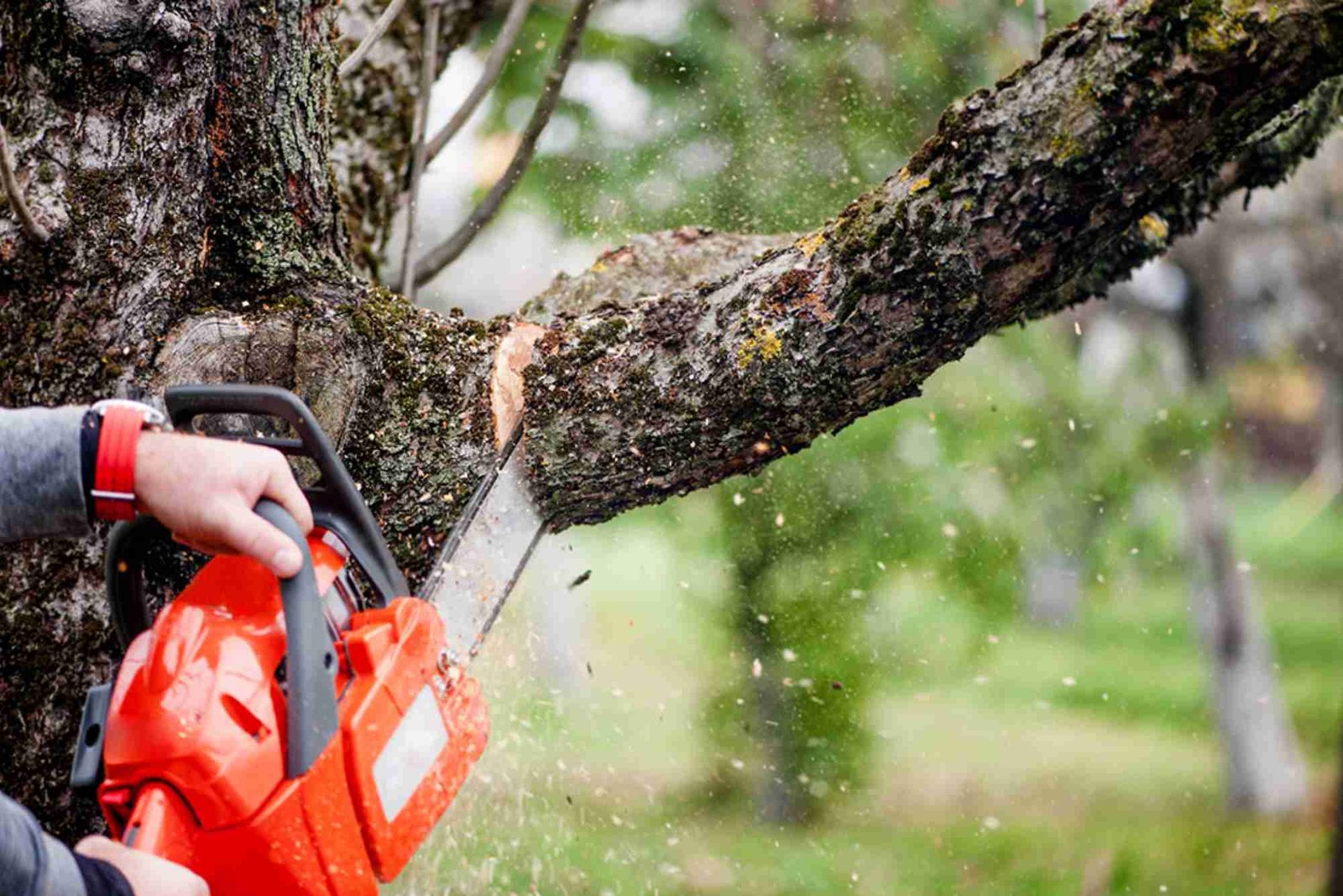 Tree Service in Oak Park, IL